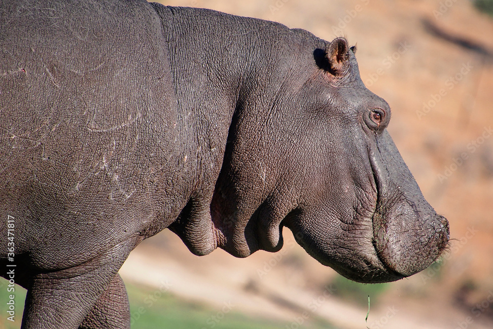 Fototapeta premium Hippopotamus, Hippopotamus amphibius, Chobe River, Chobe National Park, Botswana, Africa