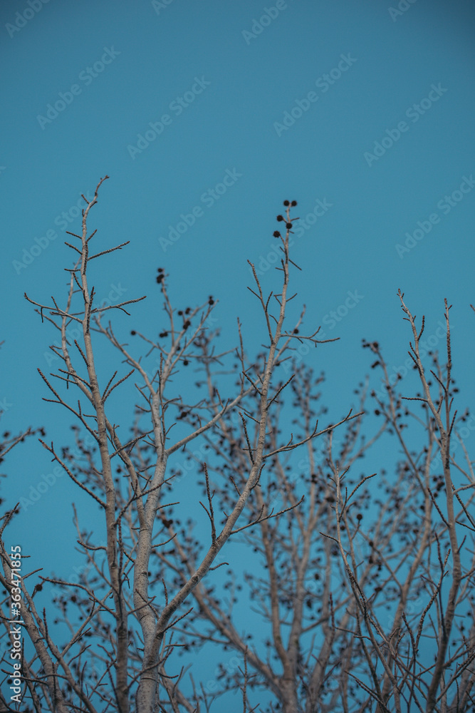 Fototapeta premium bare tree against blue sky in winter