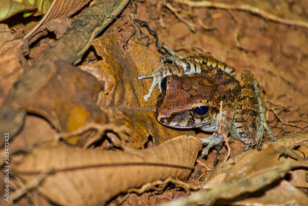 Tropical Frog, Tropical Rainforest, Costa Rica, Central America, America