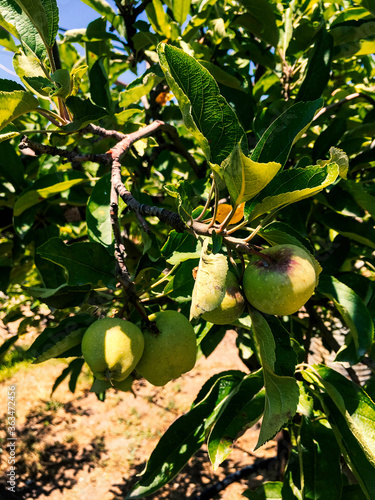 Summer orchard, beautiful
summer of 2020 year, Armenian garden