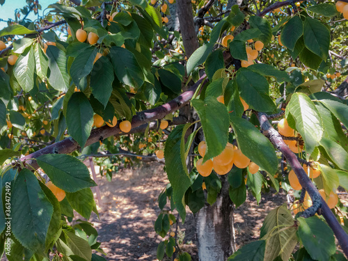 Summer orchard, beautiful
summer of 2020 year, Armenian garden
