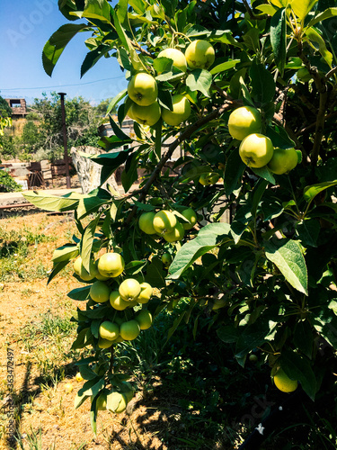 Summer orchard, beautiful
summer of 2020 year, Armenian garden