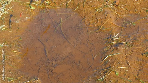 Wallpaper Mural dragonfly couple spawning on puddle water Torontodigital.ca