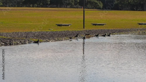 Wallpaper Mural crows taking a bath and splashing water Torontodigital.ca
