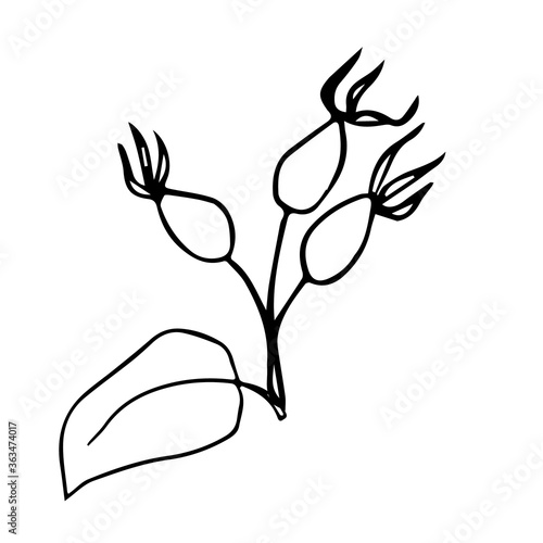 Rosehip berries - immune system activator, natural medicine, source of vitamin C - herbal tea ingredient - vector illustration. Design for print recipe, menu, fabric, decoration packaging herbs or tea