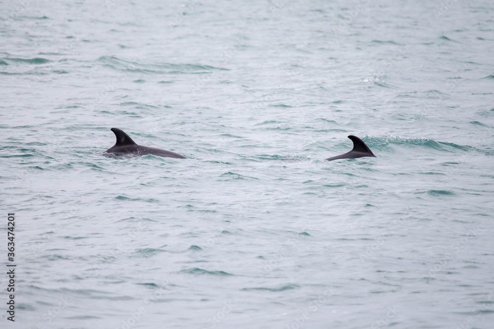 Naklejka premium Dolphins swim in the sea. Dolphin family swimming together in the blue ocean. Selective focus