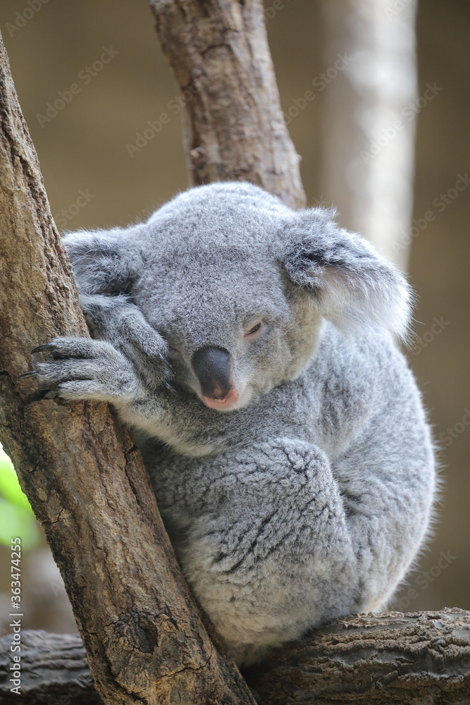 Naklejka premium Koala