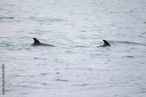 Dolphins swim in the sea. Dolphin family swimming together in the blue ocean. Selective focus