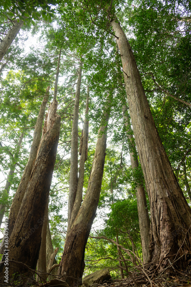 新城市　鳳来寺山