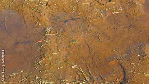 Wallpaper Mural dragonfly couple spawning on puddle water Torontodigital.ca