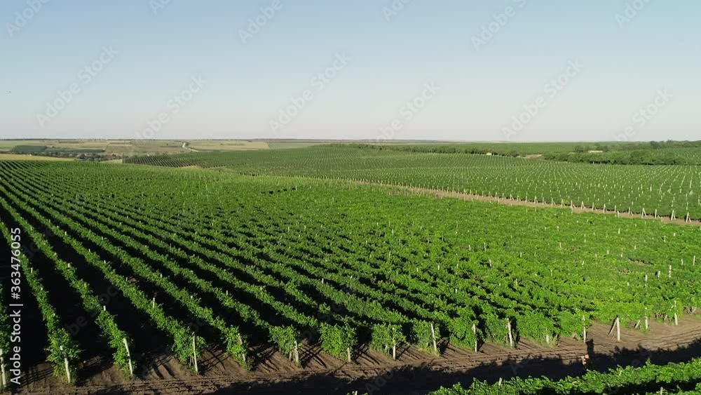 Aerial view of beautiful vineyards. Aerial view of beautiful vineyards.
