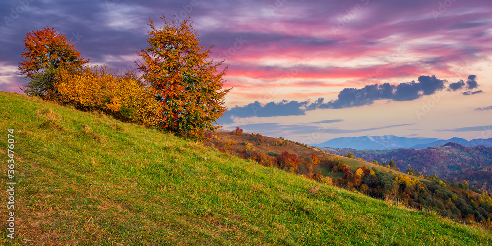 autumnal rural landscape at dusk. beautiful countryside in mountains. trees in fall foliage on green rolling hills. dramatic clouds above the distant ridge