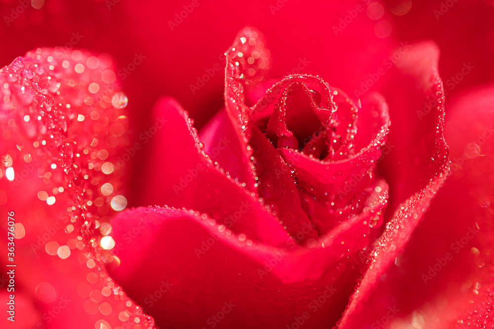 Macro photo of a red rose in drops of water. Bright beautiful floral abstract background image. The concept of the holiday, Valentine's Day, Women's Day, declaration of love.