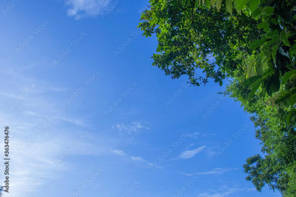 Fototapeta premium green leaves and sky