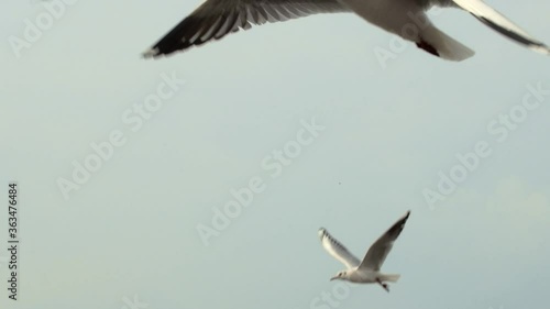 Close shot of segulls flight in the sky and agood sense of freedom. photo