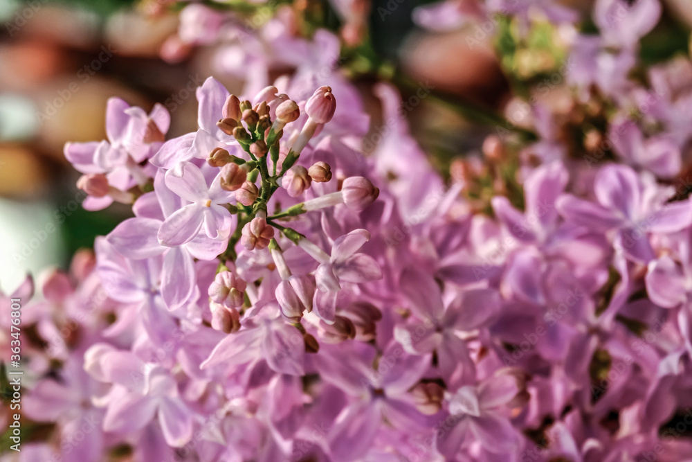 Fragrant purple lilacs. It's spring. Decorative shrub blooms in the garden. Fragrant purple lilacs. It's spring. Decorative shrub blooms in the garden.