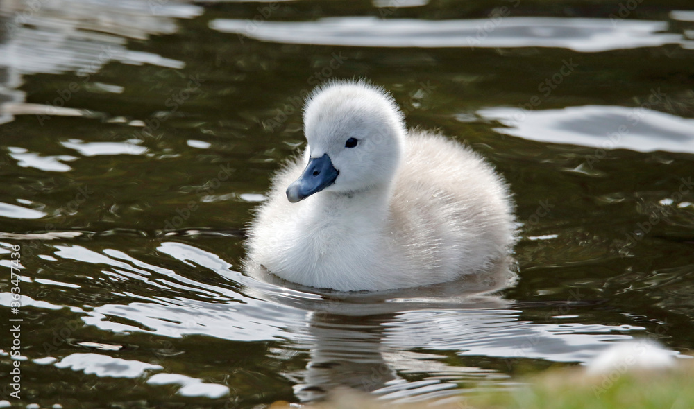 Mute swan cygnets swimming on the boating lake Mute swan cygnets swimming on the boating lake