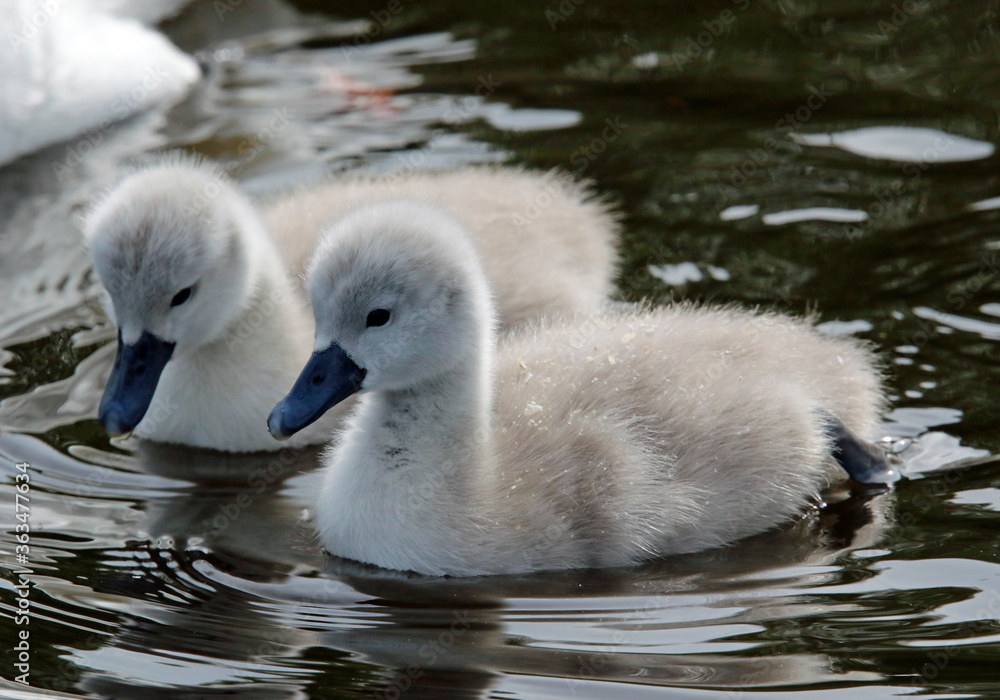 Mute swan cygnets swimming on the boating lake