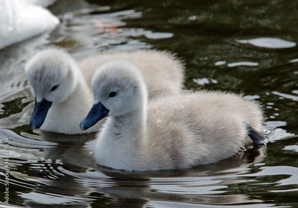 Mute swan cygnets swimming on the boating lake Mute swan cygnets swimming on the boating lake