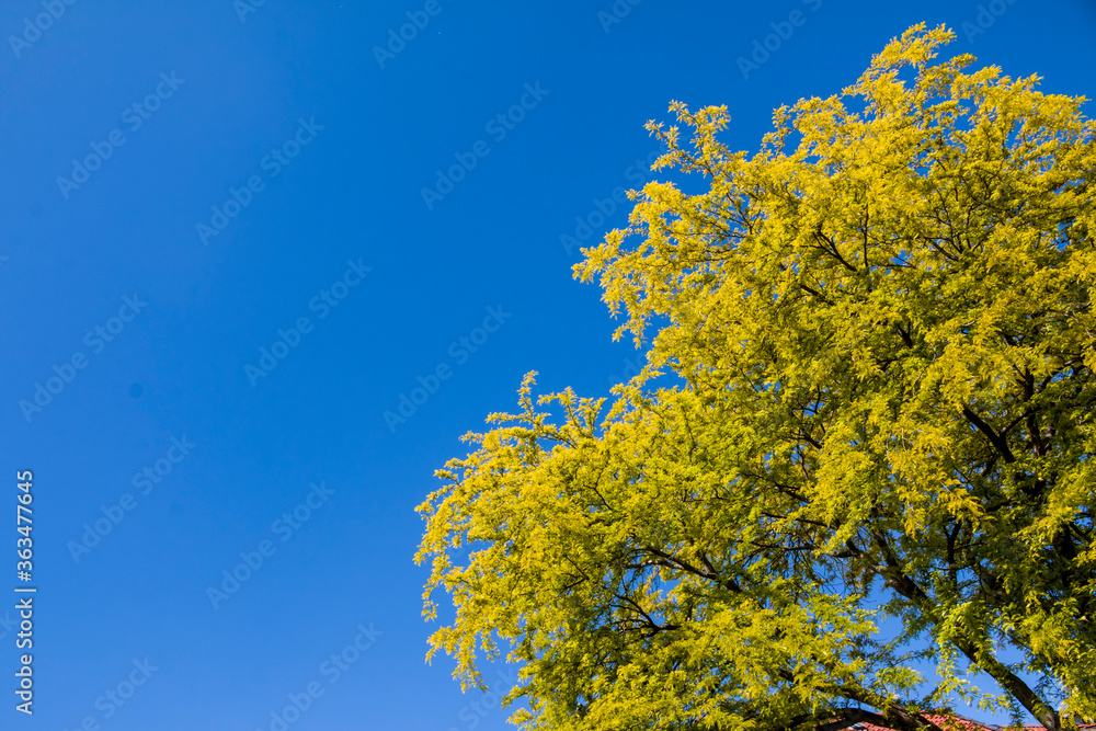 Fototapeta premium green trees and panoramic sky. Great as a background,web banner