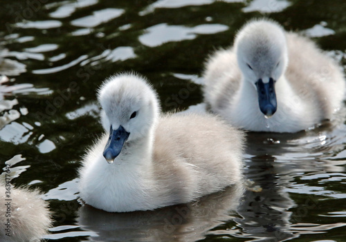 Stampa su tela Mute swan cygnets swimming on the boating lake