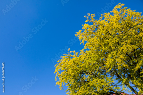 green trees and panoramic sky. Great as a background,web banner