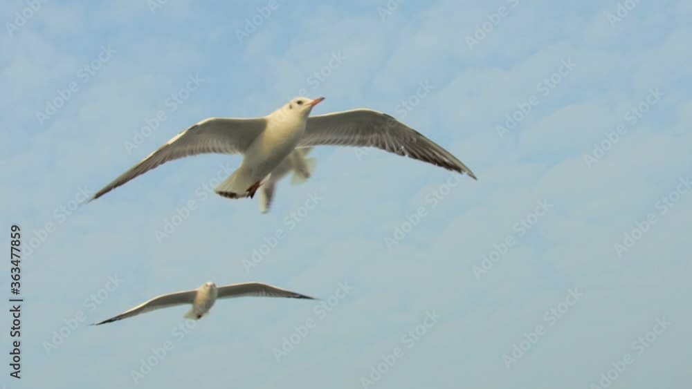 Close shot of flying seagulls in the sky and amazing view of free birds with raised wings. Close shot of flying seagulls in the sky and amazing view of free birds with raised wings.