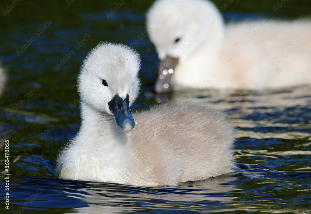 Mute swan cygnets swimming on the boating lake Mute swan cygnets swimming on the boating lake