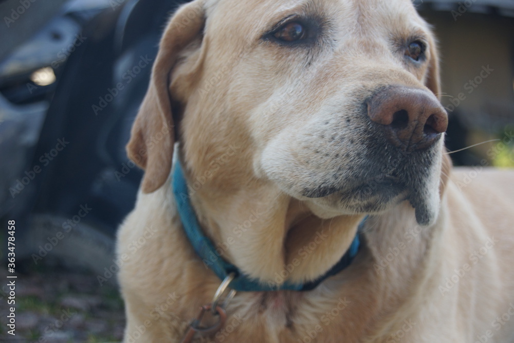 portrait of a dog