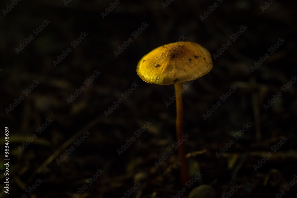 One tall wild mushroom in the forest with dark blurred background One tall wild mushroom in the forest with dark blurred background