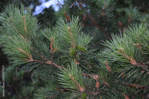 Pine tree close up in Golyshmanovo Tyumen region