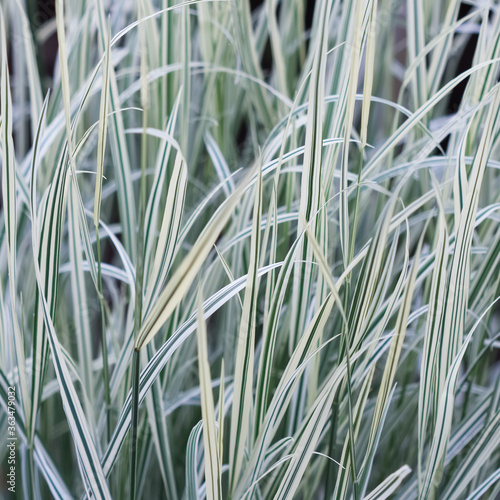 Decorative green and white grass.  Arrhenatherum elatius bulbosum variegatum. Soft focus. Natural background.