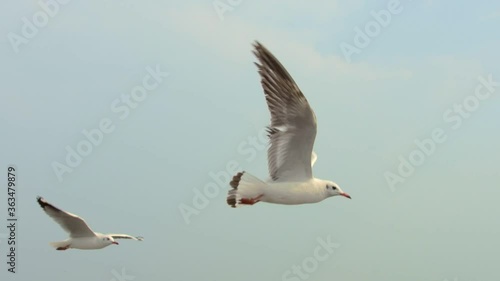 Shot of seagulls flight and landscape of sea structures.