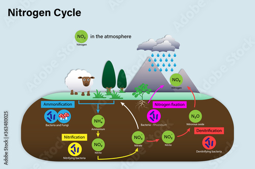 Diagram of Nitrogen cycle, Biogeochemical cycle for education chart