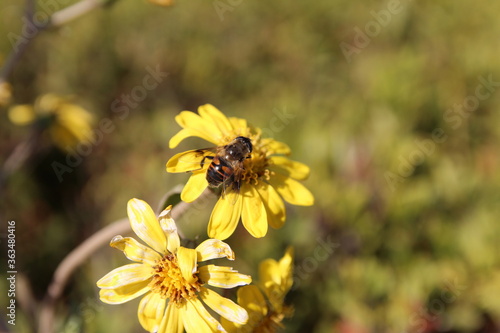 Bee on yellow daisy in sunny day, South Korea