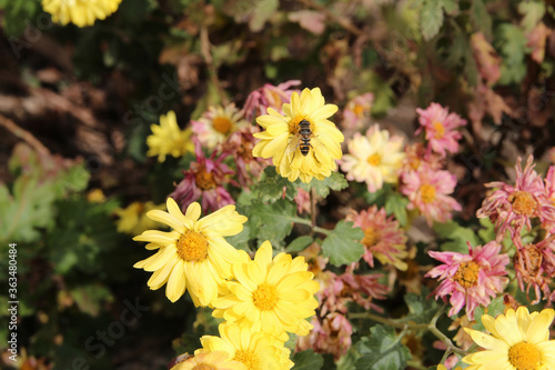 Bee on yellow daisy in sunny day  South Korea