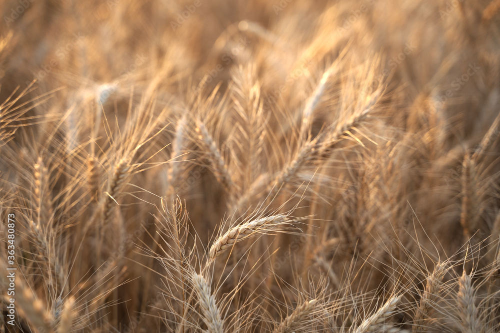 Ears of Golden wheat are closed. Rural scene in the sunlight. Summer background of ripening ears of agricultural landscape. Natural product of the wheat field. Ears of Golden wheat are closed. Rural scene in the sunlight. Summer background of ripening ears of agricultural landscape. Natural product of the wheat field.