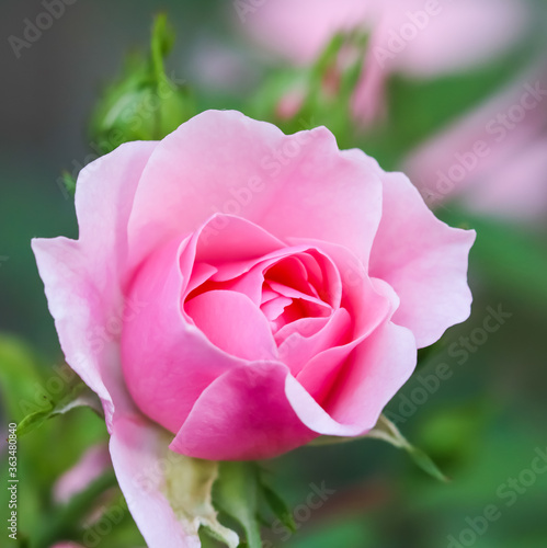 Soft pink rose Bonica with buds in the garden. Perfect for background of greeting cards for birthday  Valentine s Day and Mother s Day