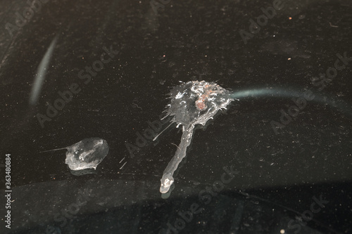 bird shit poop splattered on car windscreen , dropping bird shit stain on glass dried and dirty