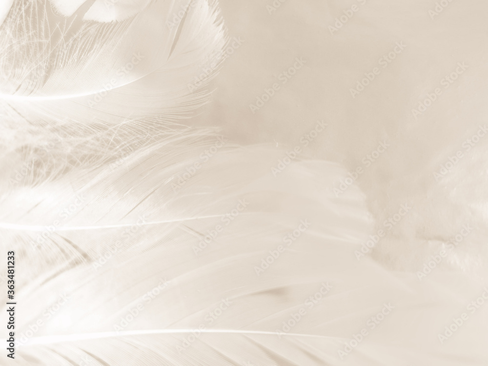 Beautiful abstract gray and white feathers on white background, soft brown feather texture on white pattern background, gray feather background Beautiful abstract gray and white feathers on white background, soft brown feather texture on white pattern background, gray feather background