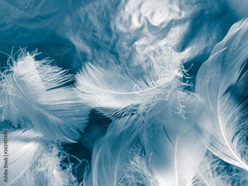 Beautiful abstract colorful white and blue feathers on black background and soft white feather texture on blue pattern and blue background  feather background  blue banners