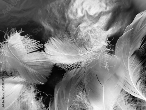 Beautiful abstract white feathers on black background and soft black feather texture on white pattern and light background, gray feather background, grey banners