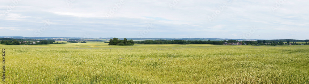 Panorama of an agricultural field with ears of wheat