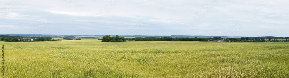 Panorama of an agricultural field with ears of wheat Panorama of an agricultural field with ears of wheat
