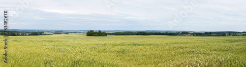 Panorama of an agricultural field with ears of wheat © Payllik