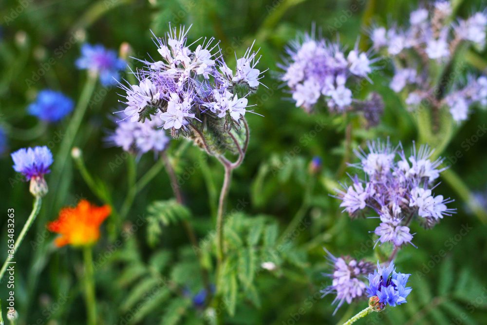Phacelia, Bienenfreund, Büschelschön - Bienenweide für viele Insekten, kleine Biotope in der Natur erschaffen, Artenvielfalt erhalten und ökologisch handeln Phacelia, Bienenfreund, Büschelschön - Bienenweide für viele Insekten, kleine Biotope in der Natur erschaffen, Artenvielfalt erhalten und ökologisch handeln