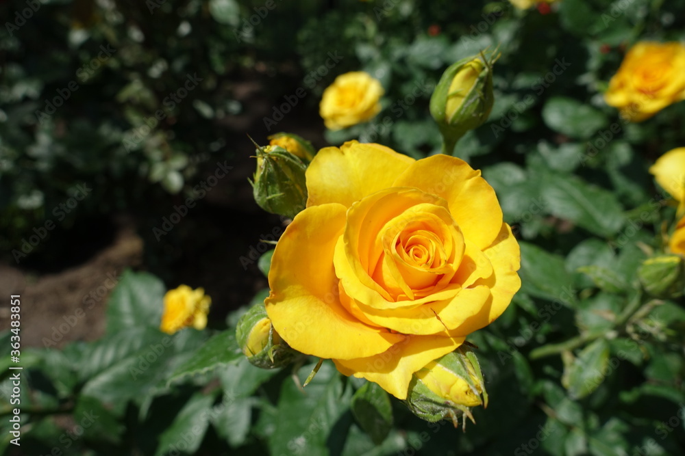Close shot of amber yellow flower and buds of rose in June Close shot of amber yellow flower and buds of rose in June