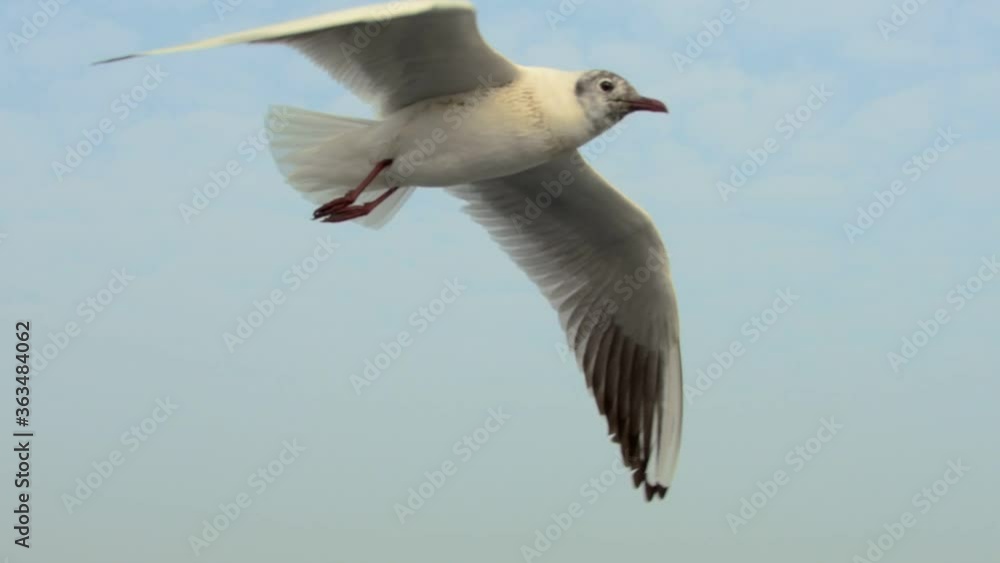 Shot of flying seagulls in the blue sky. Shot of flying seagulls in the blue sky.