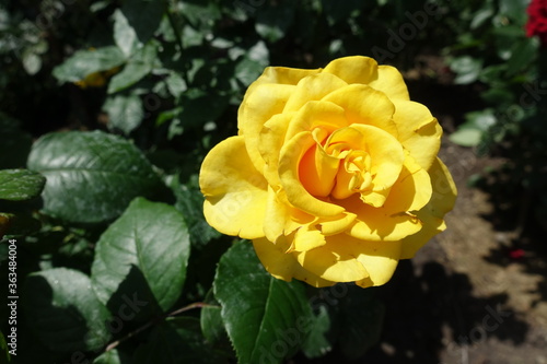 Closeup of one amber yellow flower of rose in June