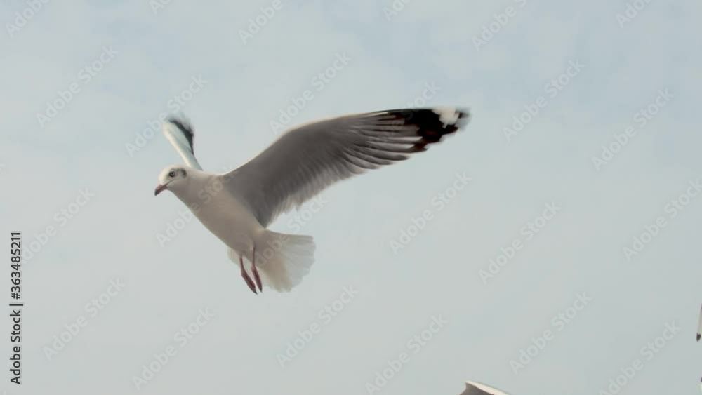 Amazing shot of a challenged time for getting food between seagulls in the sky. Amazing shot of a challenged time for getting food between seagulls in the sky.